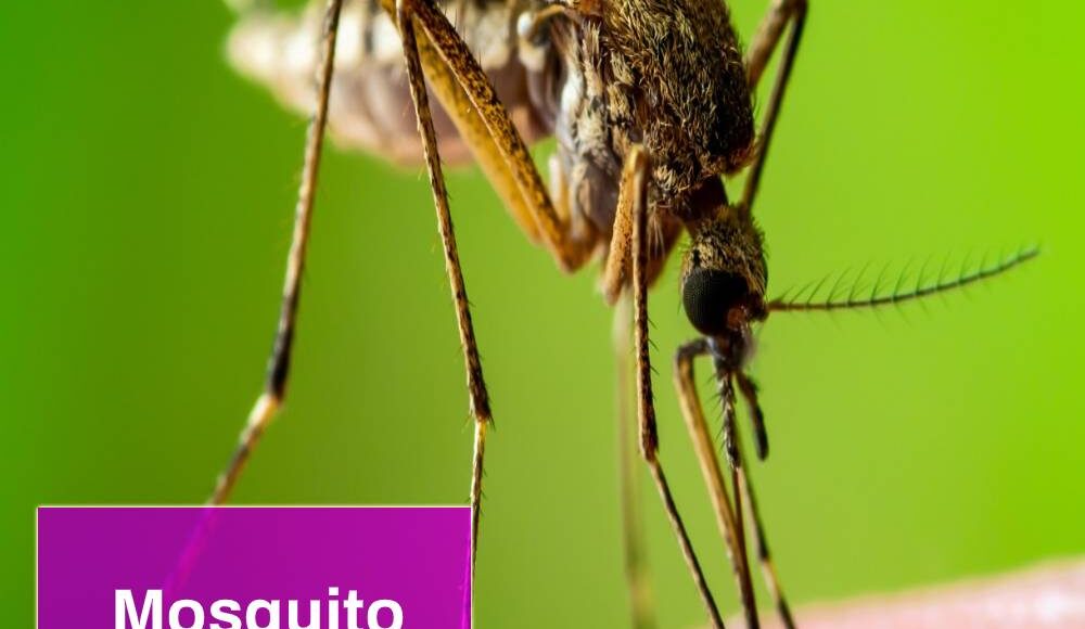 تطبيق Mosquito Sound طارد البعوض من المنزل