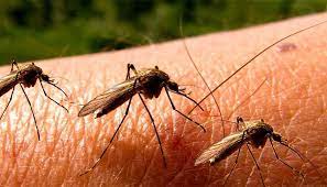 بعوض - تطبيق Mosquito Sound طارد البعوض