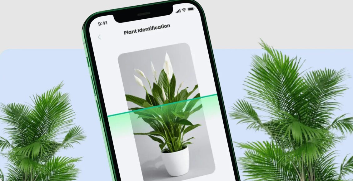 تطبيق PlantIn أفضل تطبيق لتحديد نوع النبات
